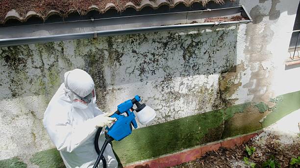 Mold Remediation service in Glencoe, Glencoe, FL